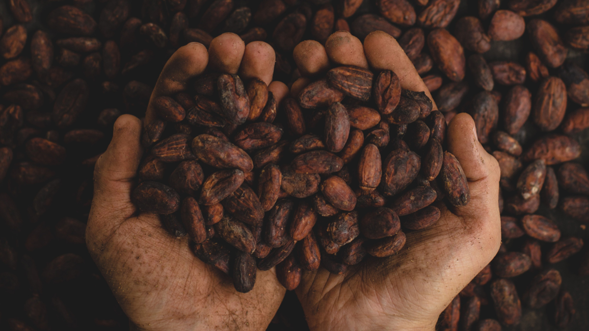 초콜릿 업계 비상 🚨