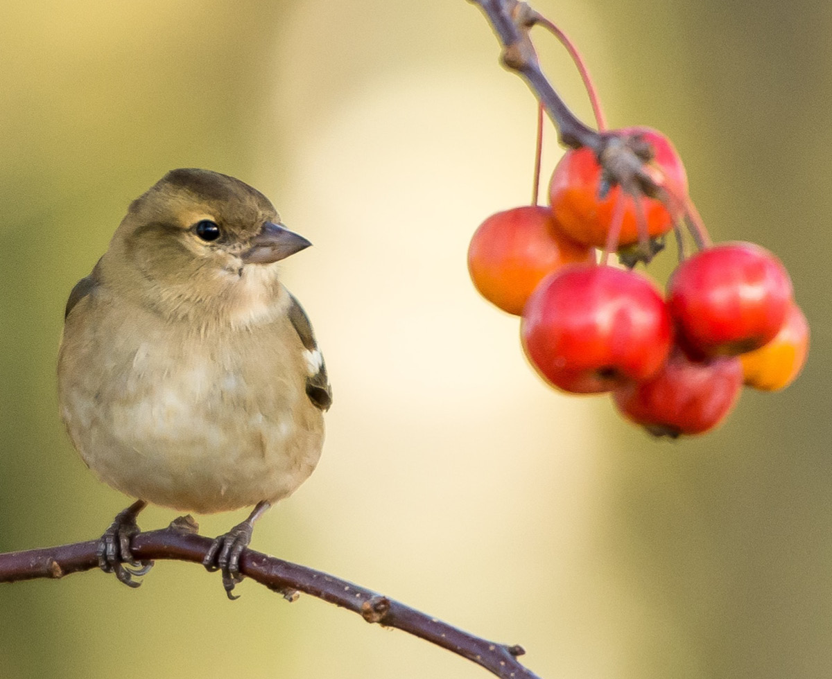 천원 아침밥이냐 아침잠이냐 🍚
