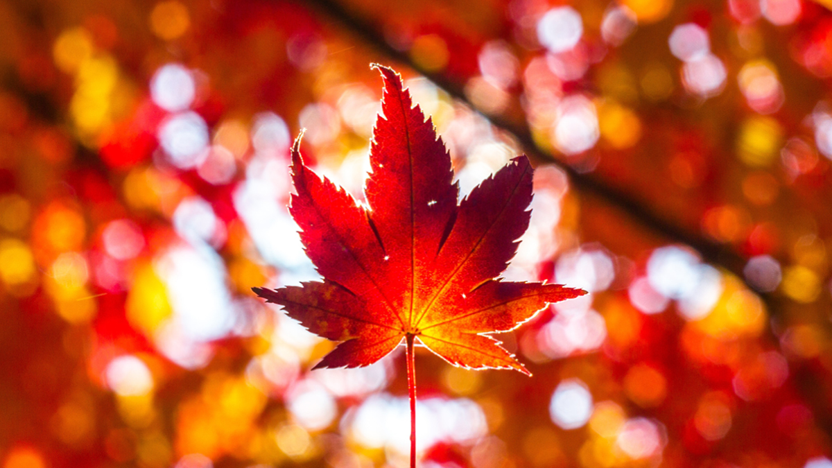 뭐야 가을 어디 갔어!? 🍂