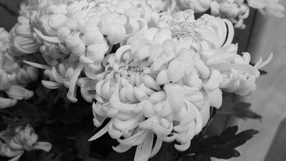 대전 교사 사망 사건