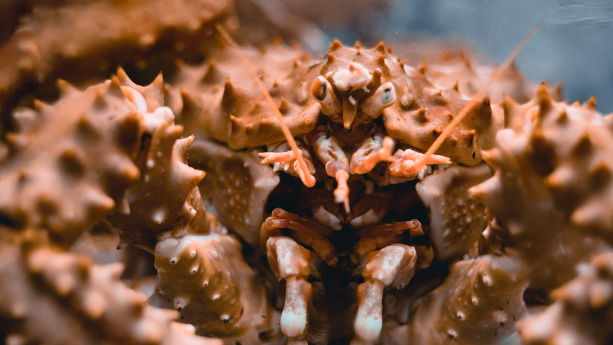 러시아산 킹크랩이 반값 된 EU 🦀