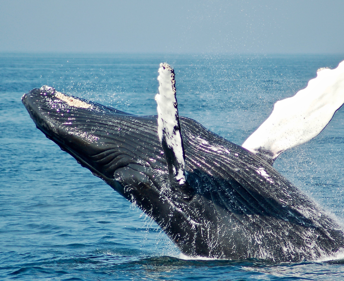 생태계 대표, 고래입니다 🐳