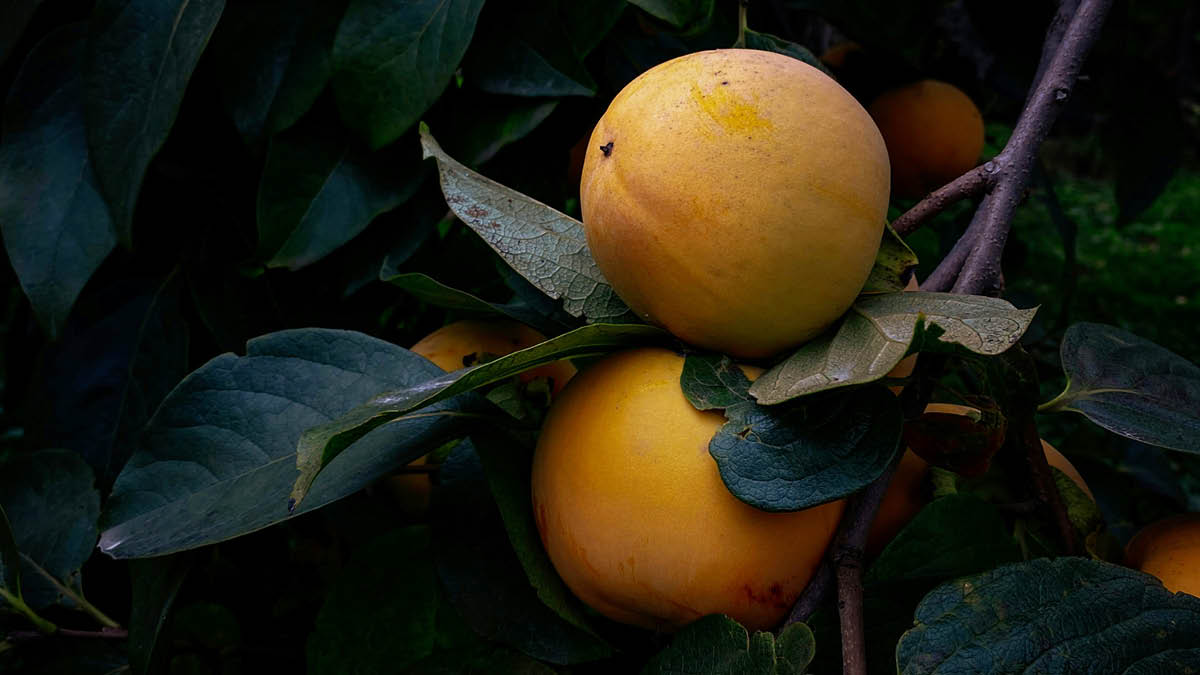 이제 배 없어요. 아니 그냥 없어요 🍐