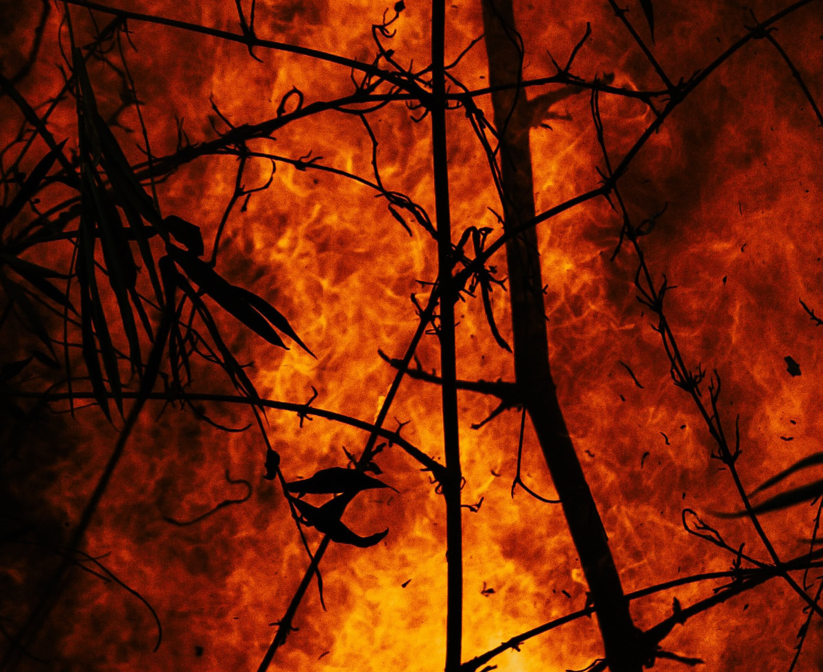 일상이 된 산불