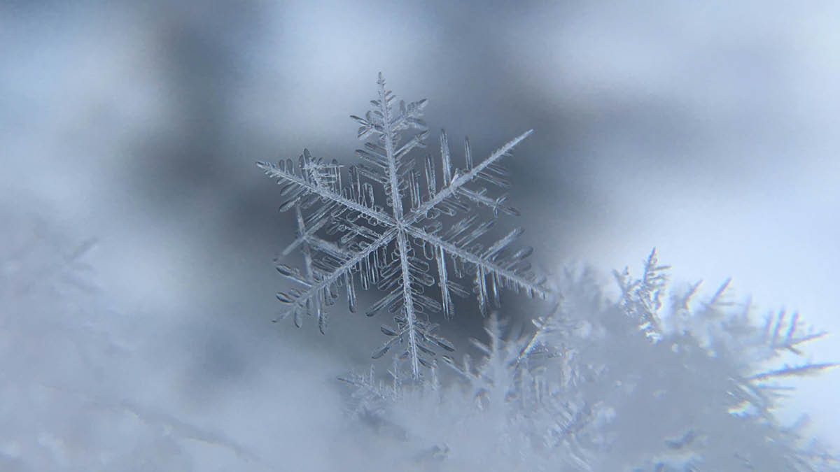 초여름의 ‘대설주의보' 🌨️