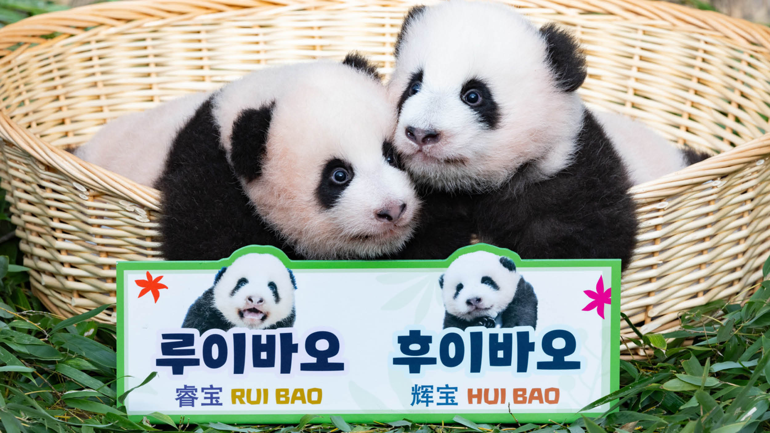 루이바오 후이바오 공개 🐼