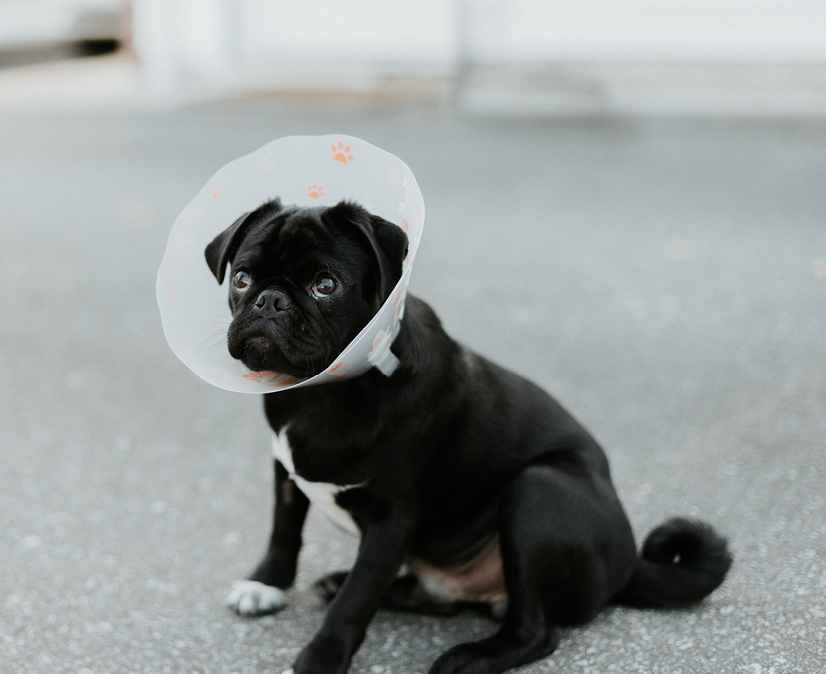 반려동물 병원비 덜어 🏥