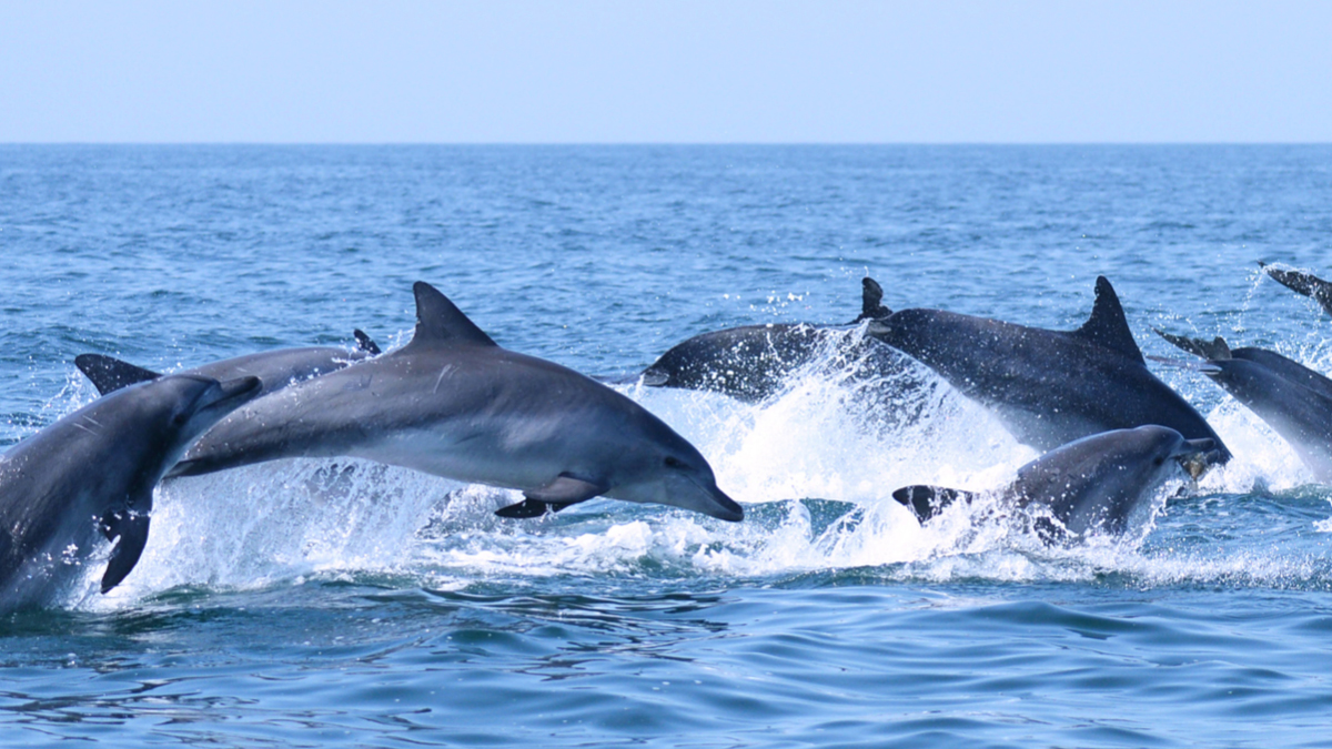 돌고래의 권리를 위하여 🐬