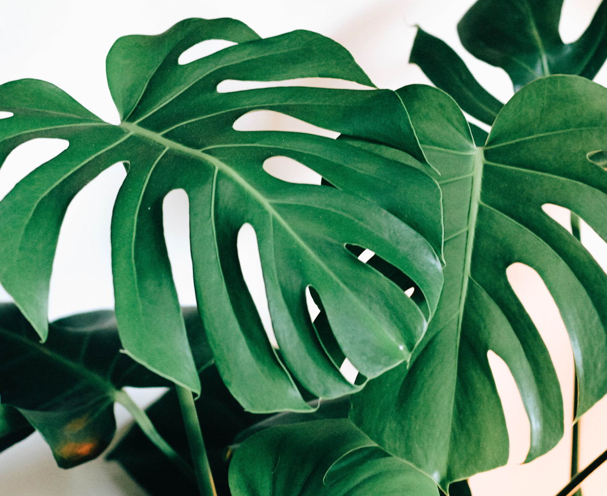 당근: 여기서 몬스테라 올리시면 안 됩니다