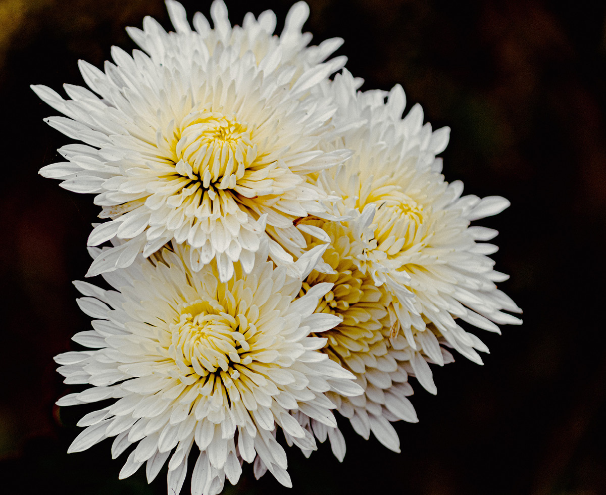 친가 외가 장례, 똑같이 대해주세요 ⚖️