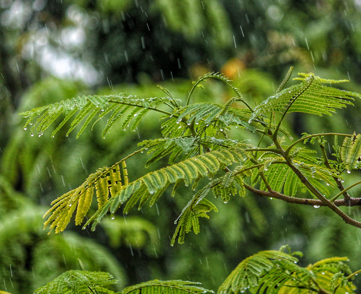 아마존이 줄어들면 비도 적게 와요