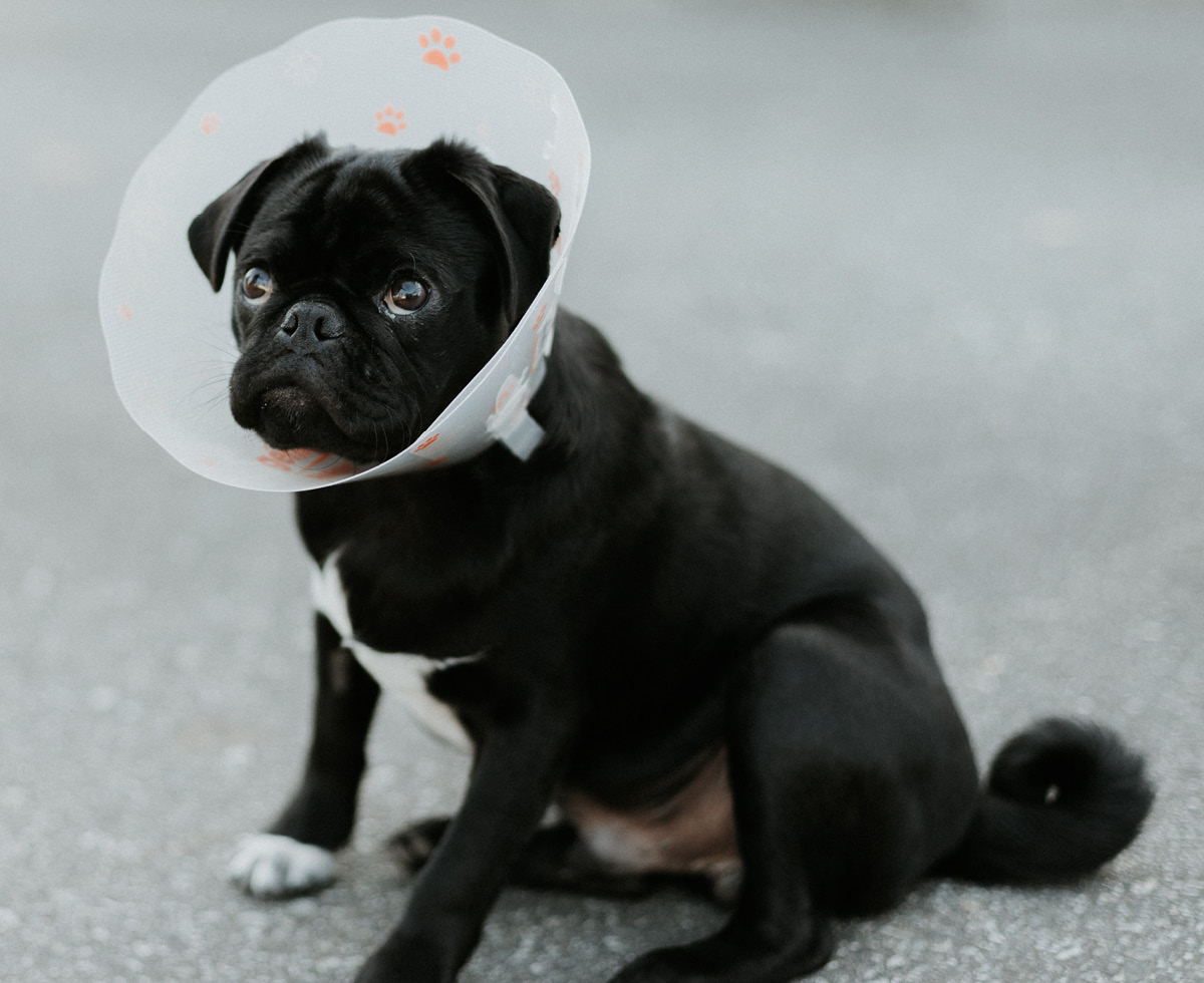 동물병원, 얼마면 돼? 🏥