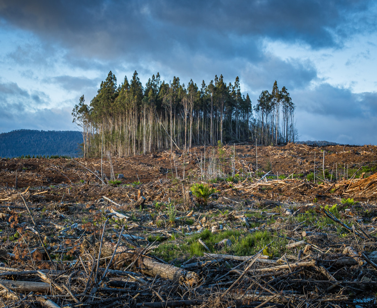 산림 파괴 출신 OUT