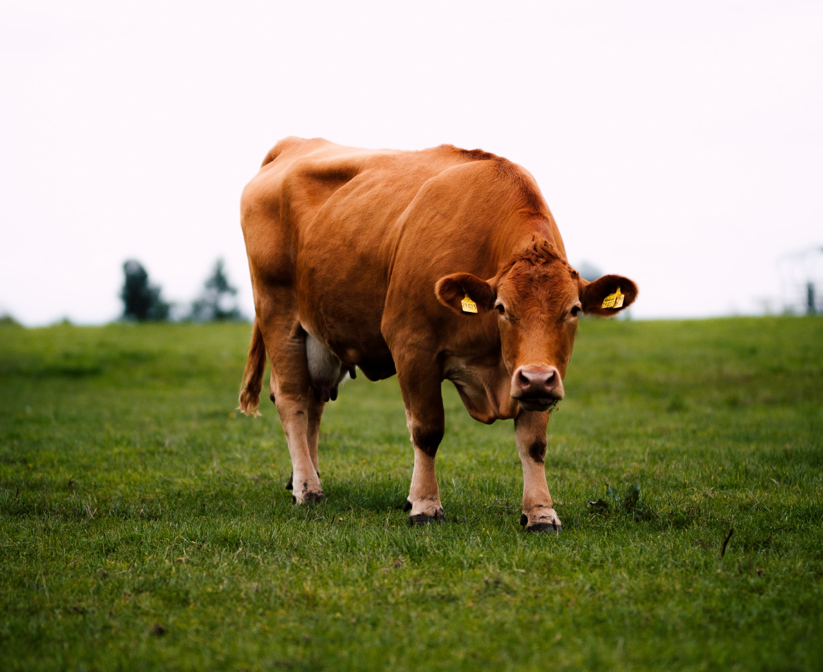 소고기 수입 검사 꼼꼼히 🧐