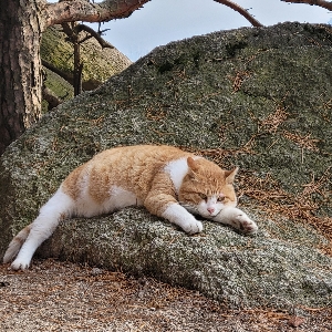 썸웨어