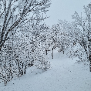 뉴니커
