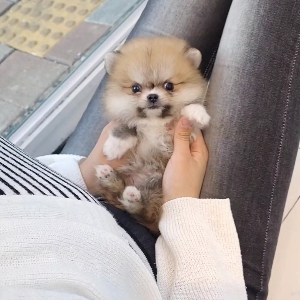 뉴니커