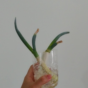 Ariari