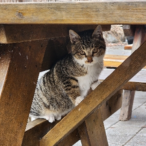 싸게팔아유
