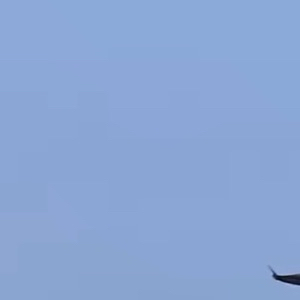 뉴니커