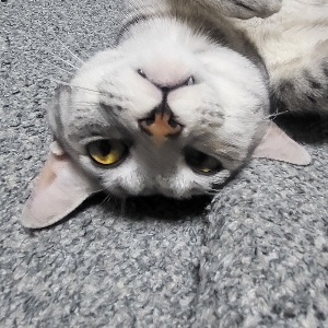 뉴니커