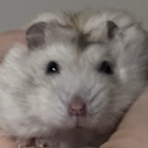 뉴니커
