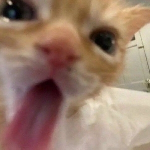 뉴니커