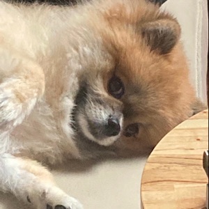 뉴니커