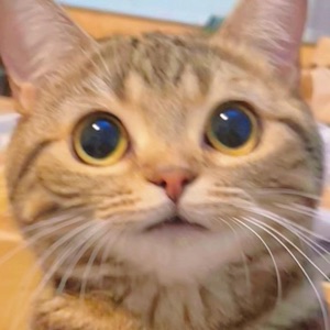 뉴니커