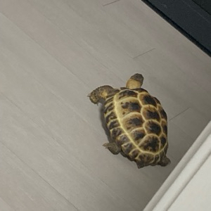 뉴니커
