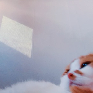 뉴니커