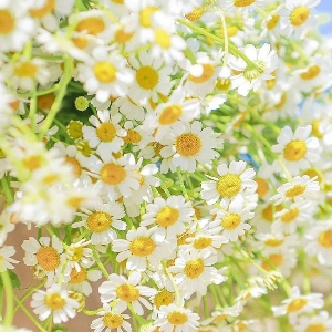 ์ฃผํฌ