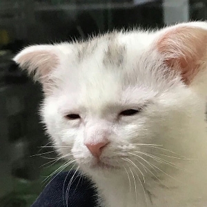오멘토