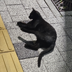 뉴니커