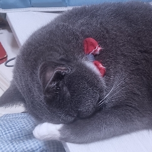 뉴니커