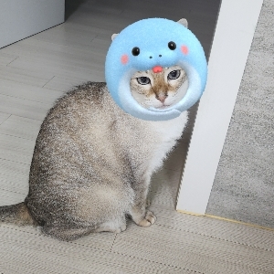 냥이0608