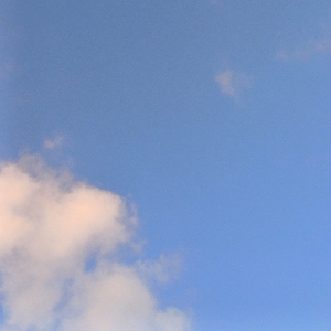 뉴니커