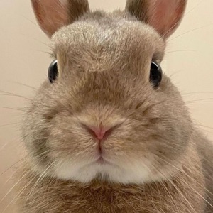 모모