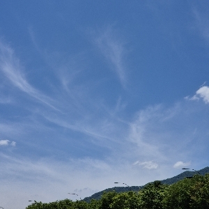 뉴니커
