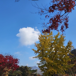 나군