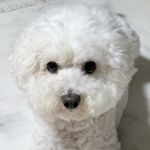 뉴니커