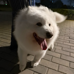 뉴니커