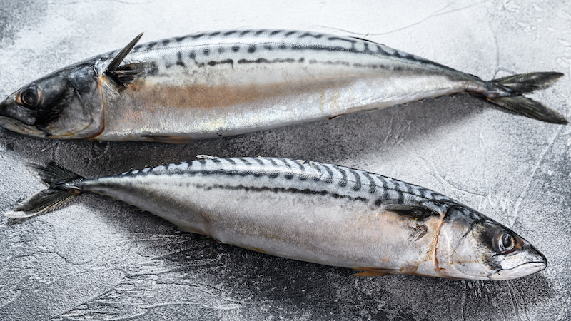 고등어 이미지예요.