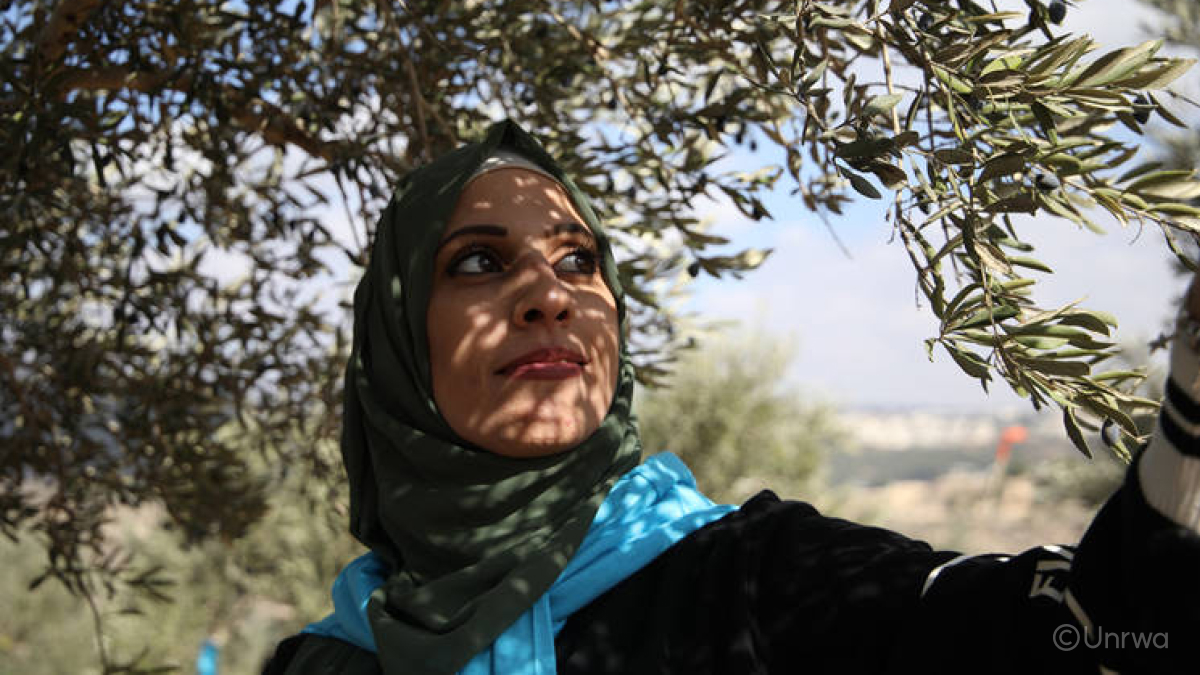 팔레스타인 여성이 올리브나무 아래에서 나뭇잎을 만지며 하늘을 바라보고 있어요.