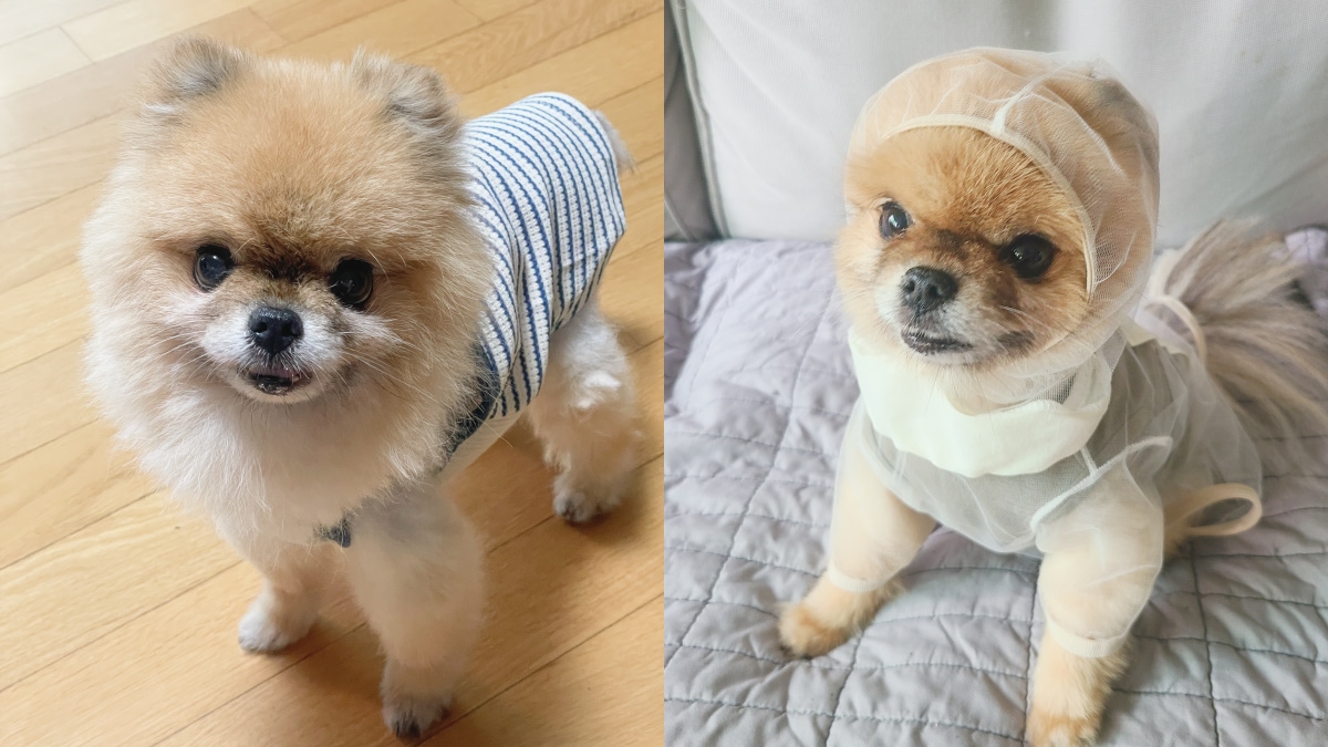 토리