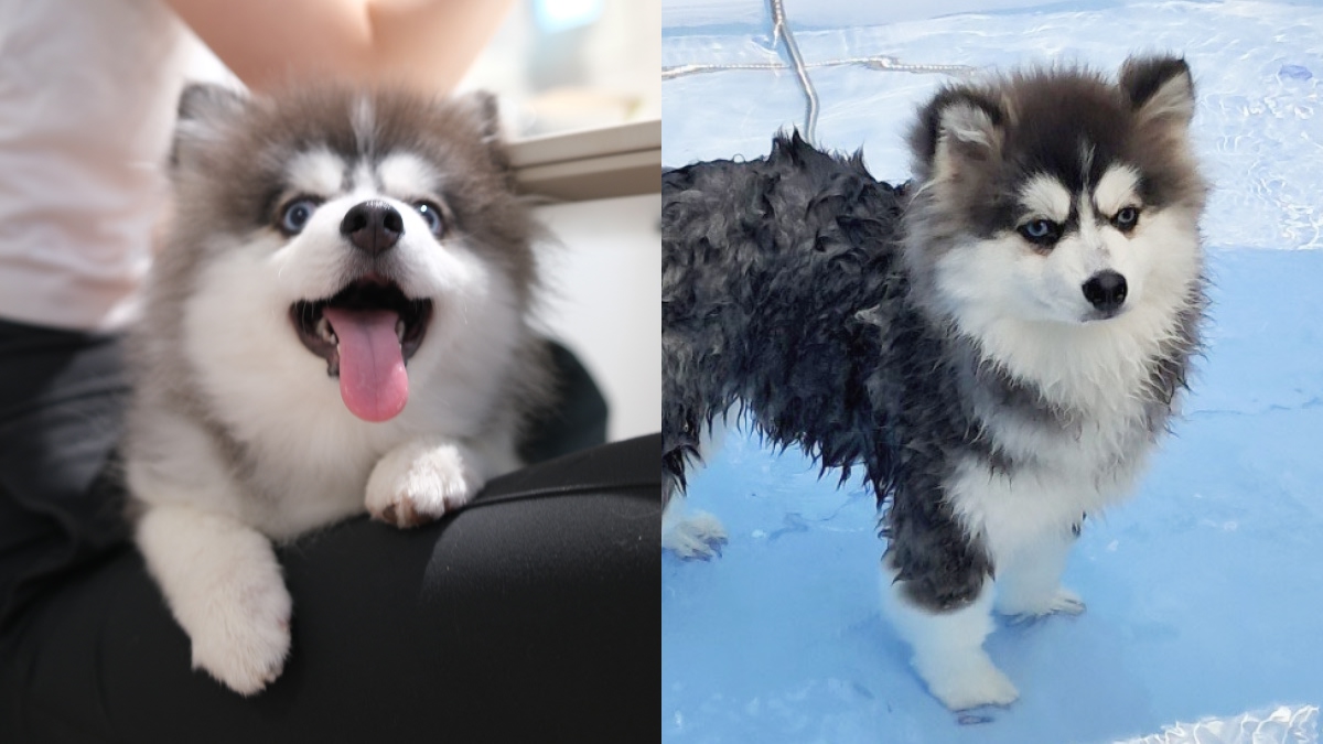 페퍼