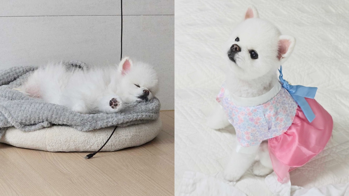 햇살이